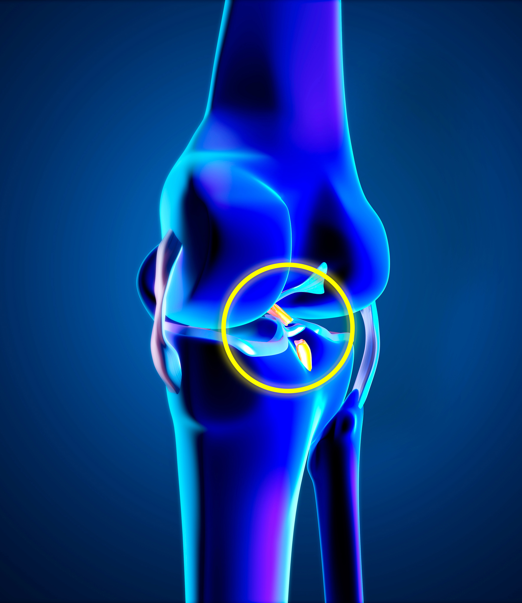 Anteriorposterior Cruciate Ligaments 8861