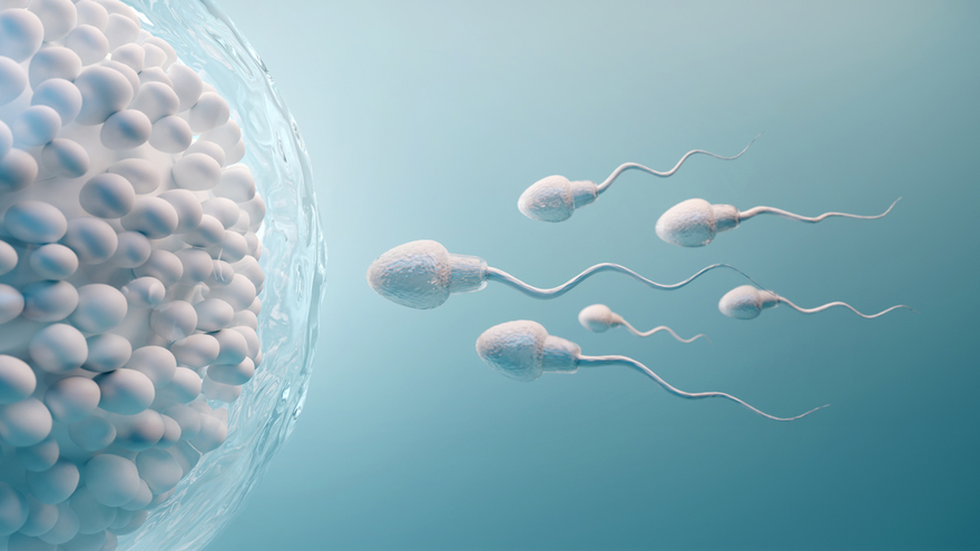 spermatozoid