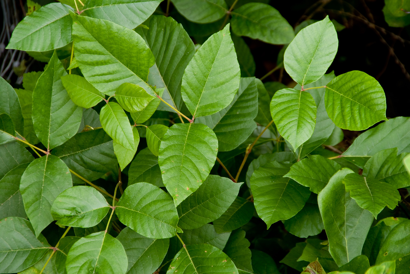 Tìm hiểu tất cả về cây thường xuân độc