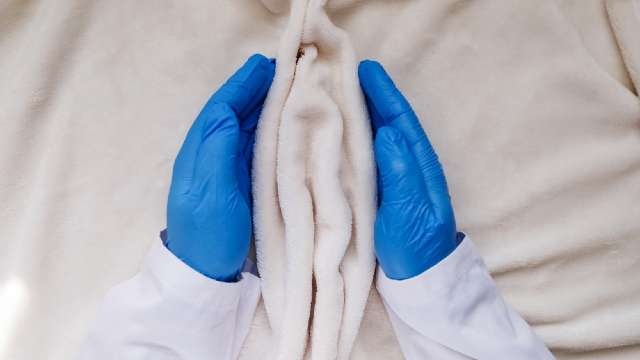 Doctor hands with gloves holding anatomical vulva model