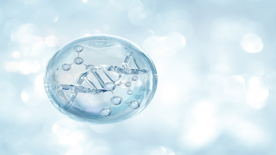 Stem Cells
