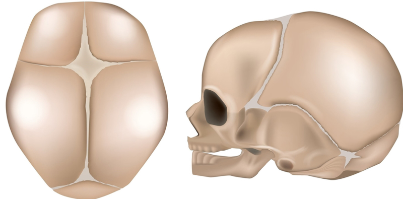 Cráneo base