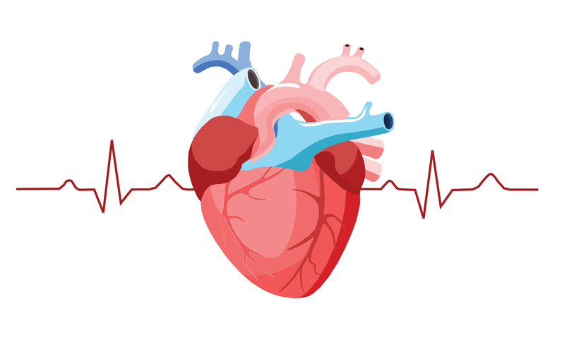 Endomyocardial Biopsy