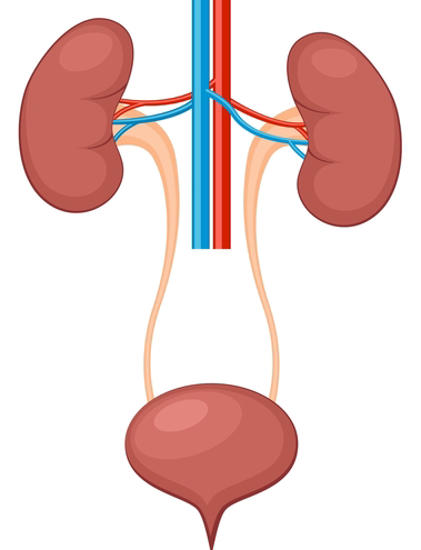 Anatomy of the Ureter 