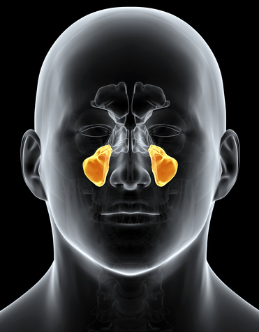 function of the paranasal sinuses