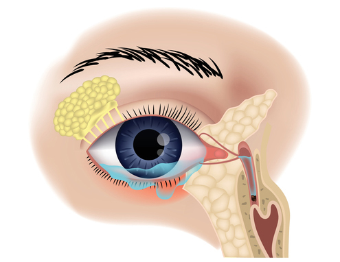 Eyelid Structures