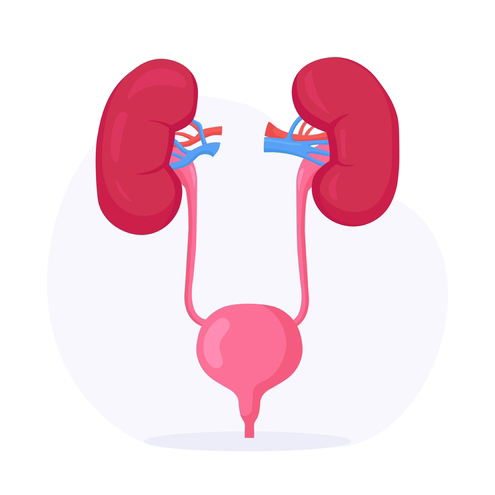 Two kidneys