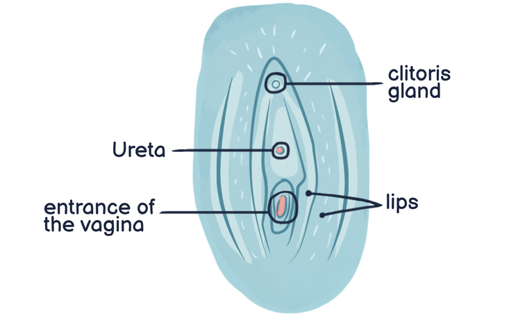 anatomy of the female genitalia
