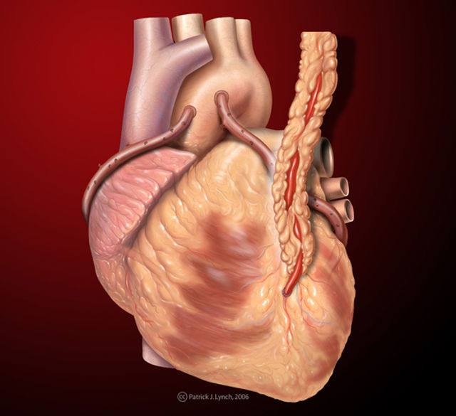 Anatomía de la angiografía coronaria