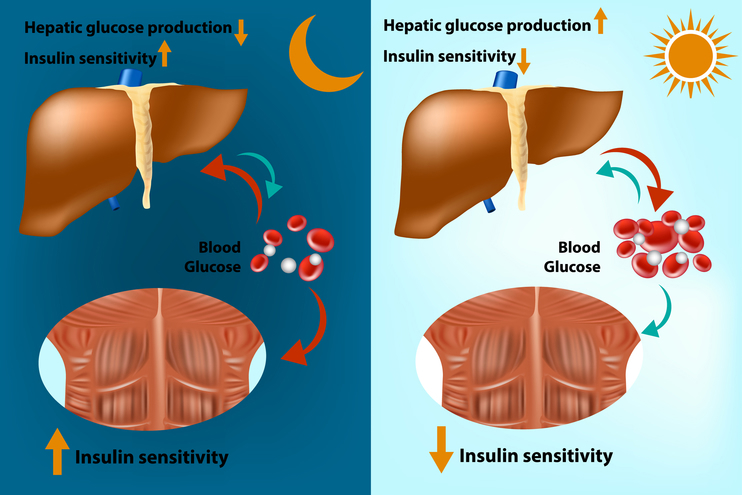 pathophysiology of hepatic insulin resistance