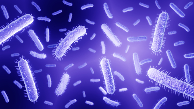 Shigella Infection (Shigellosis): Symptoms, Diagnosis and Treatment