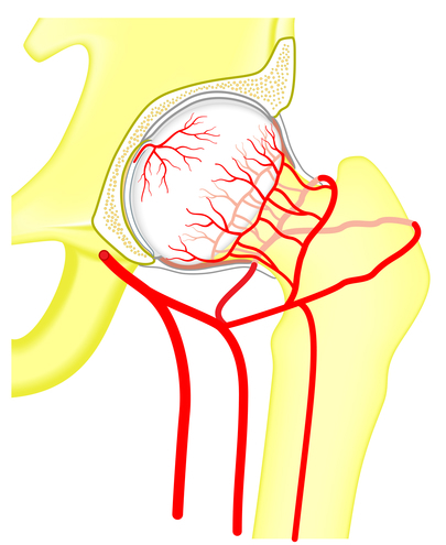 Total hip replacement Anatomy