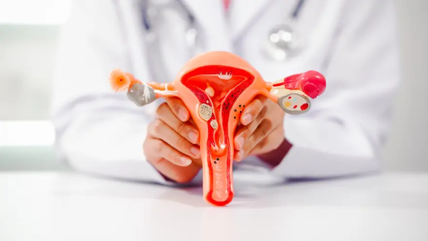 Doctor holding female reproductive system model representing STD clinic treatment and sexual health education